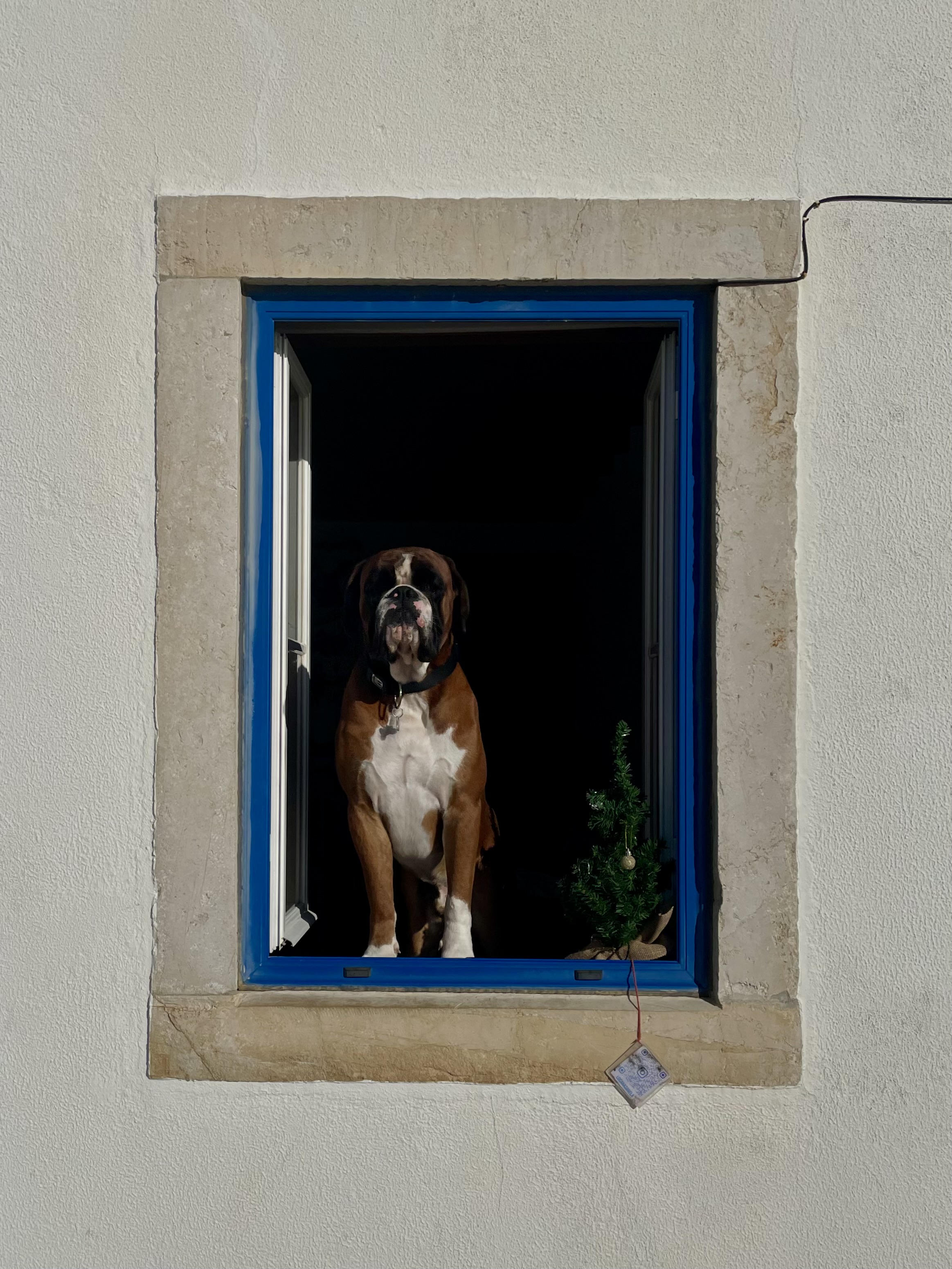 A dog sitting in the blue-framed window of a whitewashed Ericeira house