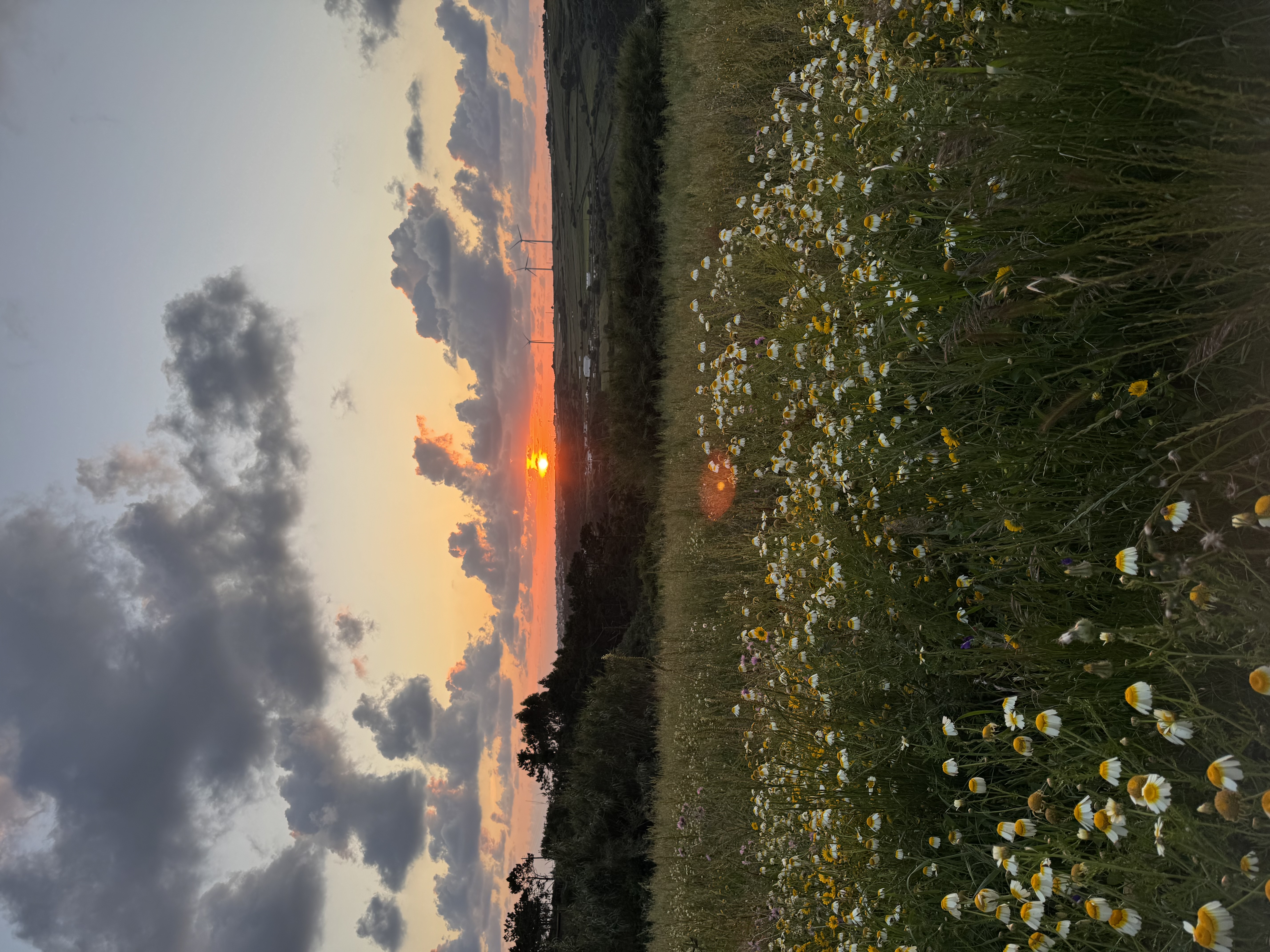 Wildflower field at sunset with the sun low on the horizon